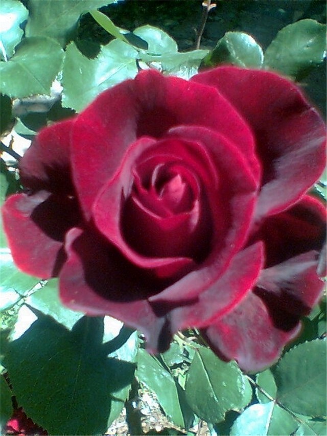 Bordo ruza